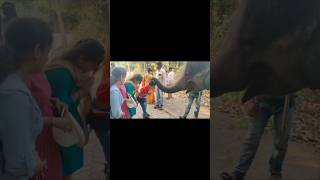 Haathi Mere Saathi🐘devotionalsong love bhubaneswar odishaanimallover [upl. by Alvis]