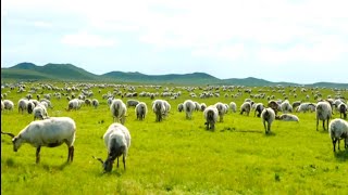 🐏 sheep herding [upl. by Boyes167]