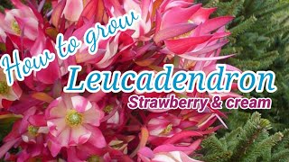 How to plant Leucadendron Strawberry and cream tutorials How to grow and care for Leucadendron [upl. by Ahsea878]