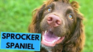 Sprocker Spaniel  TOP 10 Interesting Facts  Cocker x Springer Spaniel [upl. by Hayotal]