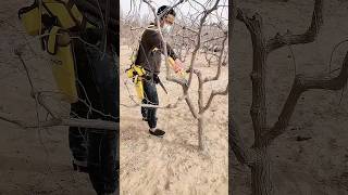 Pruning jujube trees process [upl. by Joey453]