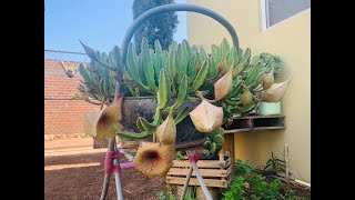 Floración de Stapelia Gigantea  Sus Cuidados y Reproducción [upl. by Bremser]