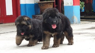 Double Coat German Shepherd Straight Back Puppies Ready for Sale GSD Puppies amp Adults Available [upl. by Iturhs]