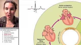 Cardiac cycle 3 Atrial systole [upl. by Comptom]