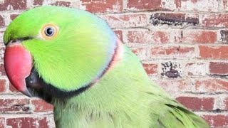 Alexandrine parakeet Parrot  Ringneck Talking Parrot [upl. by Neukam]