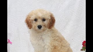 Cavachon Puppies for Sale [upl. by Piscatelli]