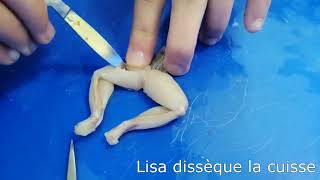 Dissection de la cuisse de grenouille pour extraire le nerf [upl. by Yasmeen]