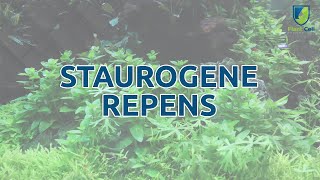 Testing Staurogene Repens inTemporary Immersion Bioreactors [upl. by Bowman]