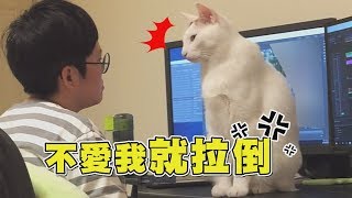 【不愛我就拉倒】貓咪都是這樣訓練貓奴的透視功！ [upl. by Aikehs896]