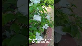 Bougainvillea glabra Family Nyctaginaceae [upl. by Sitnik]