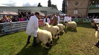 Defaid Trwynddu Valais  Valais Blacknose Sheep [upl. by Llerdnad]