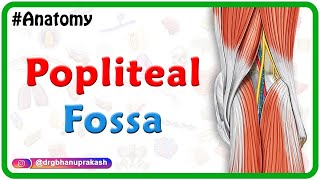 Popliteal Fossa Anatomy  Lower Limb [upl. by Ahtikal364]