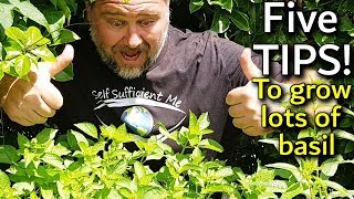 5 Tips How to Grow a Ton of Basil in One Container or Garden Bed [upl. by Suiratnauq]