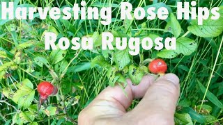 Harvesting Rose Hips Rosa Rugosa [upl. by Otrebliw924]