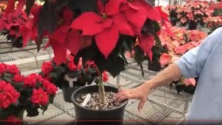 Poinsettia care tips  how to keep your poinsettia looking good this year and next [upl. by Liatnahs750]