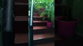 gardeningtips live Chennaila nalla malzhai [upl. by Charmion]