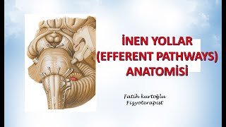 İnen Yollar  Efferent Pathways  Nöroanatomi Konu Anlatımı  10 [upl. by Kirrad]