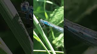 Enallagma cyathigerum  Common Bluet  Agrion Portecoupe [upl. by Aneela]