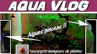 AÏE  ALGUES pinceau amp ESCARGOTS phytophages AQUA VLOG [upl. by Ecirtel]