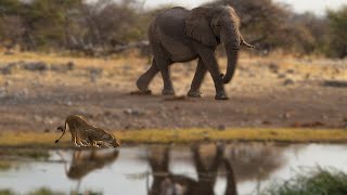 5 African Wildlife Showdowns amp Playful Moments 🐘🦁🐆 [upl. by Ocirderf]