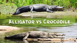 Crocodiles vs Alligators Key Difference [upl. by Ahsitel]