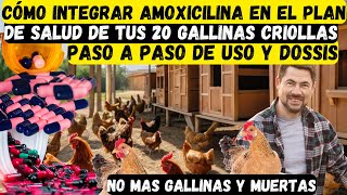 Cómo Integrar amoxicilina en el Plan de Salud de Tus 20 Gallinas Criollas [upl. by Goodkin765]