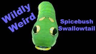 Surprisingly Strange Spicebush Swallowtail [upl. by Oilasor]