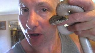 Raymond Hoser kisses a Death Adder [upl. by Runkel756]