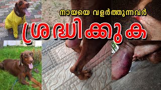 DORA യുടെ ജീവനെടുത്തത് ആര് Chronic Kidney Disease Risks in Dogs Exposed to Ticks  Lyme Disease [upl. by Garett]