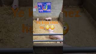 animals at hesketh farm 🚜 lots of animals fun dayviral shortstravel [upl. by Nitsur]