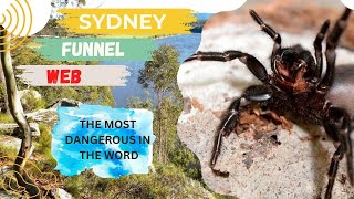 Web Mastery The Deadly Funnel Spider [upl. by Ennayhs]