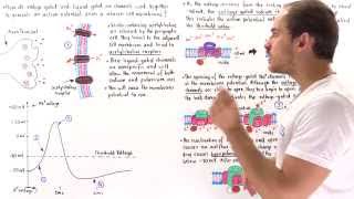 Generation of Action Potential [upl. by Lathrope]