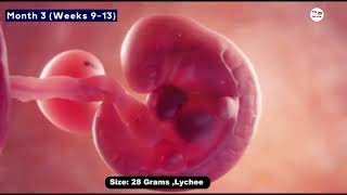 pregnancy process 0 to 9 month in pregnancy 🩺❤️ baby video pregnancy [upl. by Molohs489]