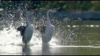 Dancing Love Ducks Grebes  Most Beautiful Dance by Birds [upl. by Norvin]