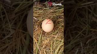 How To Hatch Chicken Eggs at Home [upl. by Mikol]