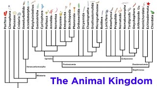 Major Divisions of Kingdom Animalia and the Problem With Animal Phyla [upl. by Leuqim203]