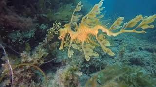 Leafy Sea Dragon movement in ocean [upl. by Hadihahs213]