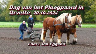 Dag van het Ploegpaard in Orvelte 20 10 2024 [upl. by Lurlene258]