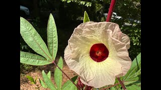 Growing Roselle in Containers From Seed Hibiscus sabdariffa [upl. by Cence328]