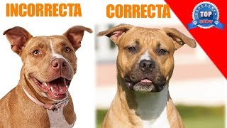 ¿CÓMO PEGAR LAS OREJAS DE MI PERRO [upl. by Ettigirb]