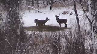 Saskatchewan Deer hunt 171quotgross score 15point  Sask Can Outfitters [upl. by Tiras]