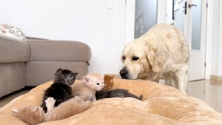 Golden Retriever Reacts to Baby Kittens in his Bed [upl. by Rise]