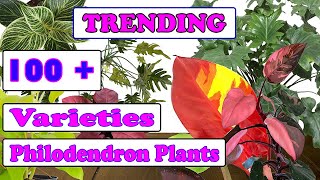 100 TRENDING PHILODENDRON VARIETIESTYPES SPECIES NAME IDENTIFICATION [upl. by Hild828]