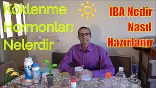 Köklendirici Hormon İBA Nasıl Hazırlanır [upl. by Primavera218]