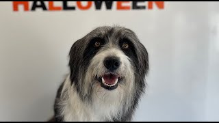 Bearded Collie Groom  Dog Grooming [upl. by Penelopa]