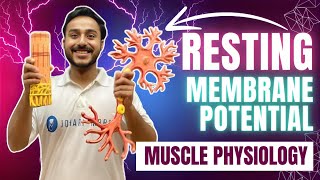 resting membrane potential physiology  nerve muscle physiology lecture  equilibrium potential [upl. by Aizat]