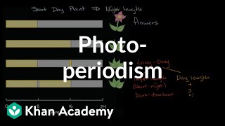 Photoperiodism  Plant Biology  Khan Academy [upl. by Ennayk]