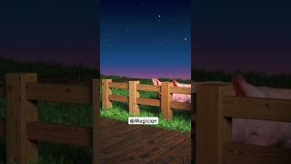 Pig Video 🐖🐖 shorts shortsfeed pig pigs trendingshorts viralshorts [upl. by Krid]