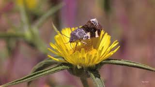 The Pale Shoulder bird dropping moth Acontia lucida [upl. by Eilac]