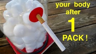 How Smoking 1 Pack of Cigarettes Wrecks Your Lungs ● A Must See [upl. by Adirehs4]